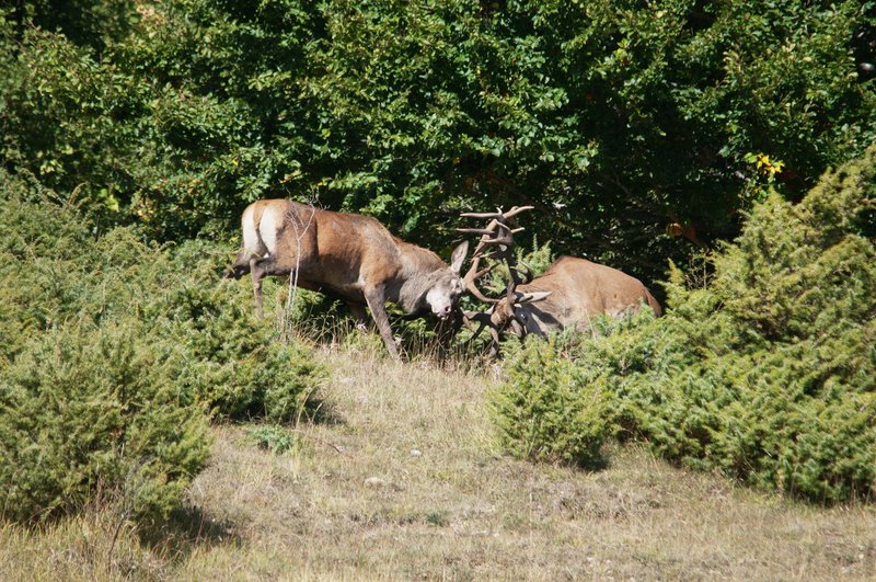 Un''arena molto contesa